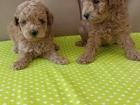 Toy poodle