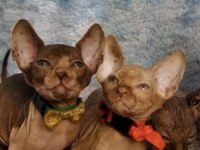 Naked Beauty Sphynx