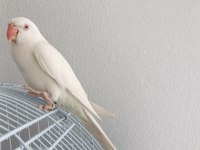MUTASYON PAKİSTAN TAKIMIM DEĞERİ GELİRSE VERİLECEK