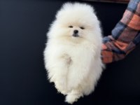 Petmode köpek çiftliğinde ziyarete açık pomeranian