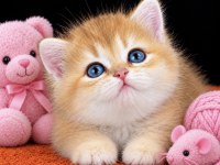 British Shorthair Ve Longhair Golden Yavrular