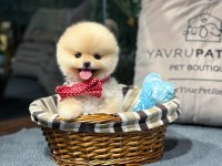 Irk Ve Sağlık Garantili Pomeranian Boo Yavrularımız
