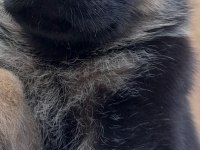 alman çoban köpeği yavruları
