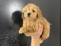 Kore teacup gerçek maltipoo ORJİNAL