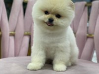 Orijinal yavru pomeranian boo