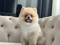 ERKEK 3 AYLIK POMERANİAN BOO