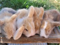 Hollanda teddy Lop tavşanlar sizi bekliyor