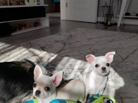 Irk garantili chihuahua yavrular