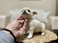 Kalite chihuahua tesadüf değildir