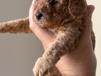 25 günlük minik poodle kızlarım