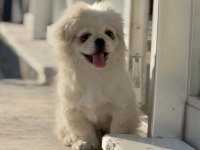 Eğitimli pekinez köpeği