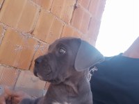 Cane corso blue 2 aylık renkli göz erkek