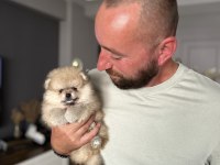 Pomeranian ayıcıklar