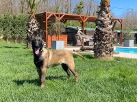 Full Eğitimli Belçika Malinois Yavru