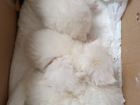 British shorthair rezerve