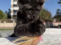 Maine coon erkek black smoke pet şecereli