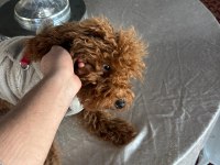 Toy poodle 6 aylık