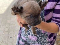 A kalite cane corso yavrular