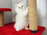 British Longhair Golden Point