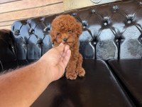 Aşılı garantili kısa kuyruk kore teacup yavrular