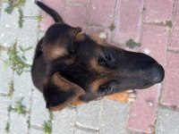 Taksit imkanı alman kurdu 3 aylık