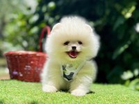 Mersin Pomeranian Boo Yavruları
