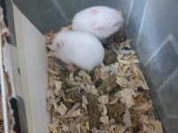 Bebek Hamsterler