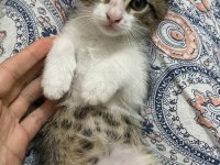 Bebek kedilerimiz yeni yuvalarını arıyor