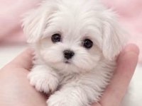 Maltese Terrier Xs Sıfır Numara Ev Doğumlu