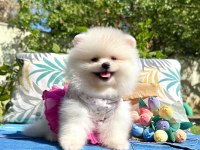 Pomeranian Boo Teddy Bear Ayı Surat Yavrularımız