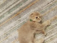 Scottish fold kırık kulak erkek kedimi sahiplendiriyorum