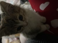 Acil sahip bekleyen yavru kedimiz