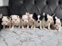 DÜNYA GÜZELİ A KALİTE FRENCH BULLDOG YAVRULAR MİCRO BOY