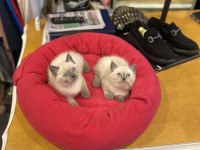 british shorthair Blu Point