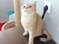 ÜCRETSİZ SCOTTİSH STRAİGHT GOLDEN TABBY DİŞİ