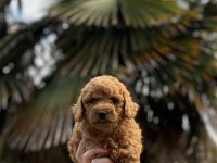 REDBROWN TOY POODLE YAVRUMIZ YENİ YUVASINA HAZIR