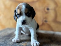 Safkan beagle yavrular