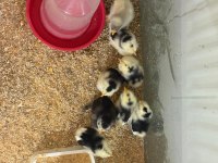 10 GÜNLÜK SAPASAĞLAM KARYAĞDI İSPENÇ CİVCİVLERİ
