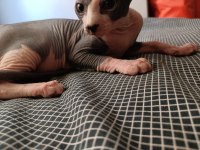 Sphynx 20 mayıs doğumlu oğlumuz