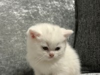 Ayı surat erkek british shorthair