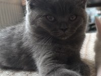 Anne ve baba scottish dişi kedi uyguna verilecek