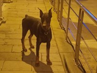 Üst Kalite Doberman Yavruları