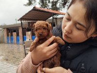 Toy Poodle Islak Burunlar Aileler İçin Hazır