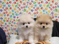 Pomeranian boo yavrular