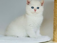 Safkan şecereli anne babadan ay33 kodunda british shorthair