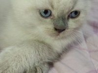 Safkan british shorthair son iki yavrumuz