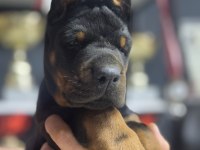 Avrupanın en iri doberman yavruları