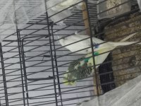1 Çift damızlık muhabbet