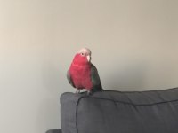 Rose Galah Kakadu