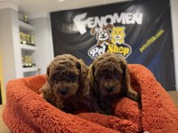 WC EĞİTİMLİ TOY POODLE YAVRULR ANKARA MAĞZAMZDA GÖRÜN